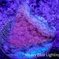 Montipora Coral- ZBR Pink Blizzard   Monti Frag Montipora Coral- ZBR Pink Blizzard   Monti Frag SPS Montipora Coral- ZBR Pink Blizzard   Monti Frag Zeo Box Reef