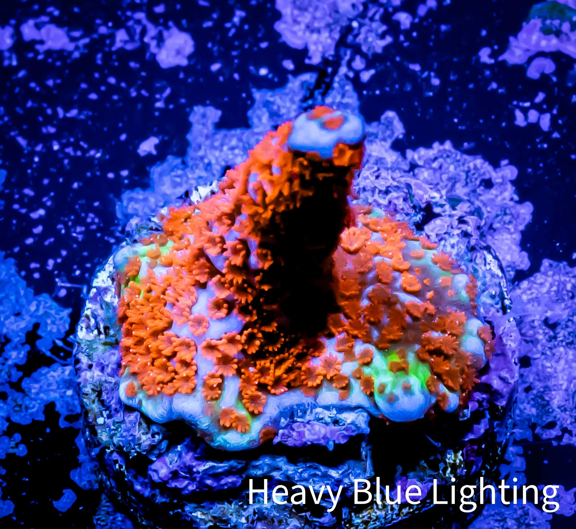 Montipora Digitata Coral- SPS Frag- BubbleGum  Digi WYSIWYG Montipora Digitata Coral- SPS Frag- BubbleGum  Digi WYSIWYG SPS Montipora Digitata Coral- SPS Frag- BubbleGum  Digi WYSIWYG Zeo Box Reef
