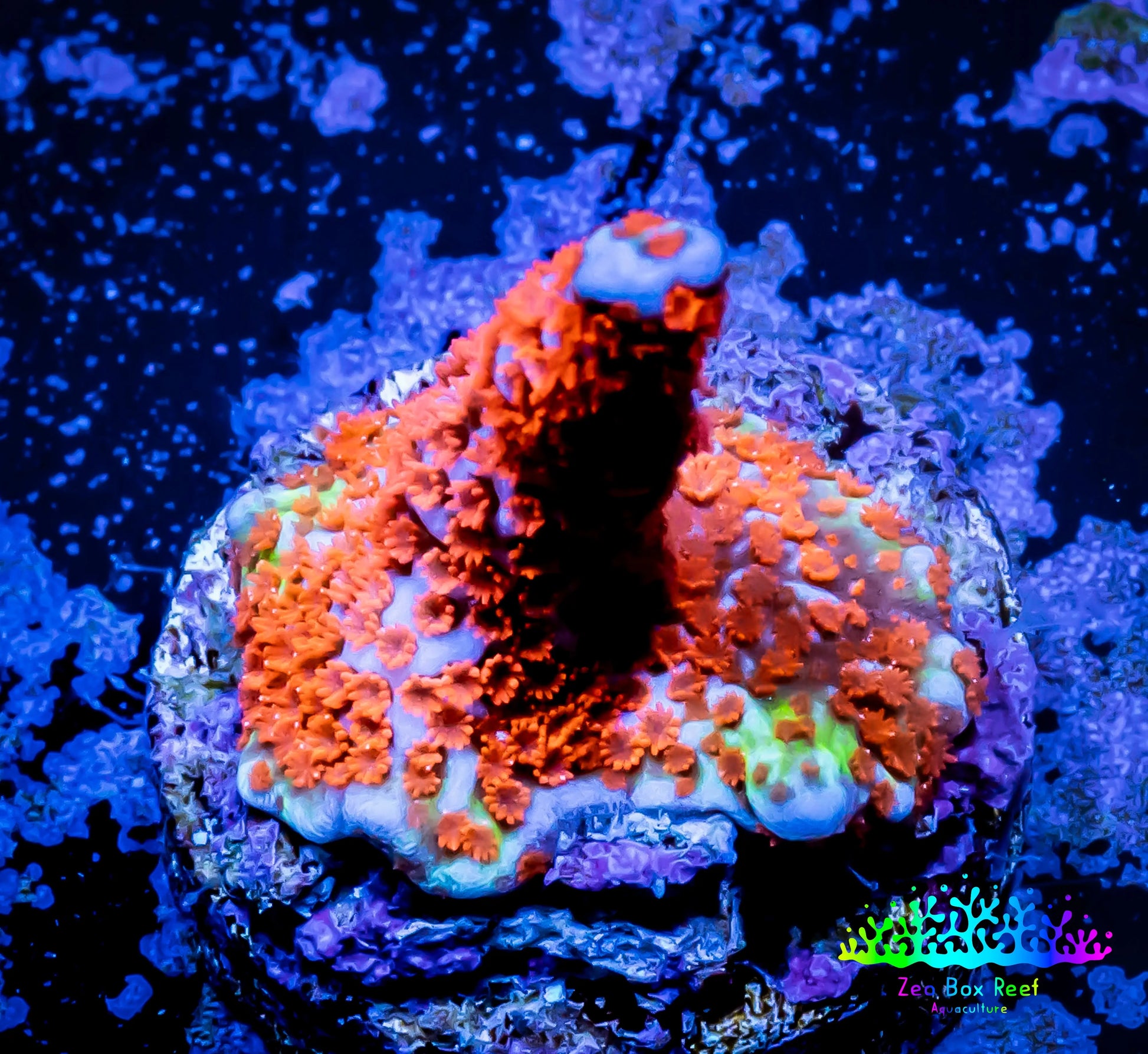 Montipora Digitata Coral- SPS Frag- BubbleGum  Digi WYSIWYG Montipora Digitata Coral- SPS Frag- BubbleGum  Digi WYSIWYG SPS Montipora Digitata Coral- SPS Frag- BubbleGum  Digi WYSIWYG Zeo Box Reef