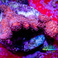 Montipora Digitata- Pink digi Frag WYSIWTG Montipora Digitata- Pink digi Frag WYSIWTG SPS Montipora Digitata- Pink digi Frag WYSIWTG Zeo Box Reef