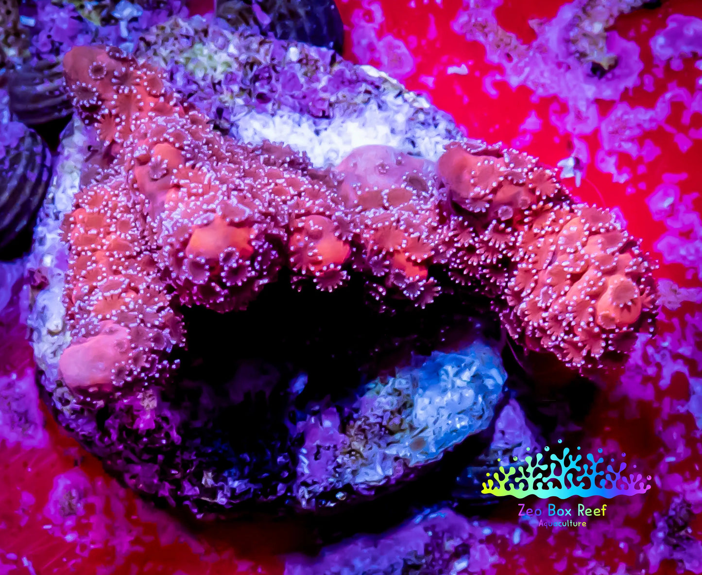 Montipora Digitata- Pink digi Frag WYSIWTG Montipora Digitata- Pink digi Frag WYSIWTG SPS Montipora Digitata- Pink digi Frag WYSIWTG Zeo Box Reef