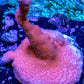 Montipora Digitata- SPS Frag- Pink digi Montipora Digitata- SPS Frag- Pink digi SPS Montipora Digitata- SPS Frag- Pink digi Zeo Box Reef