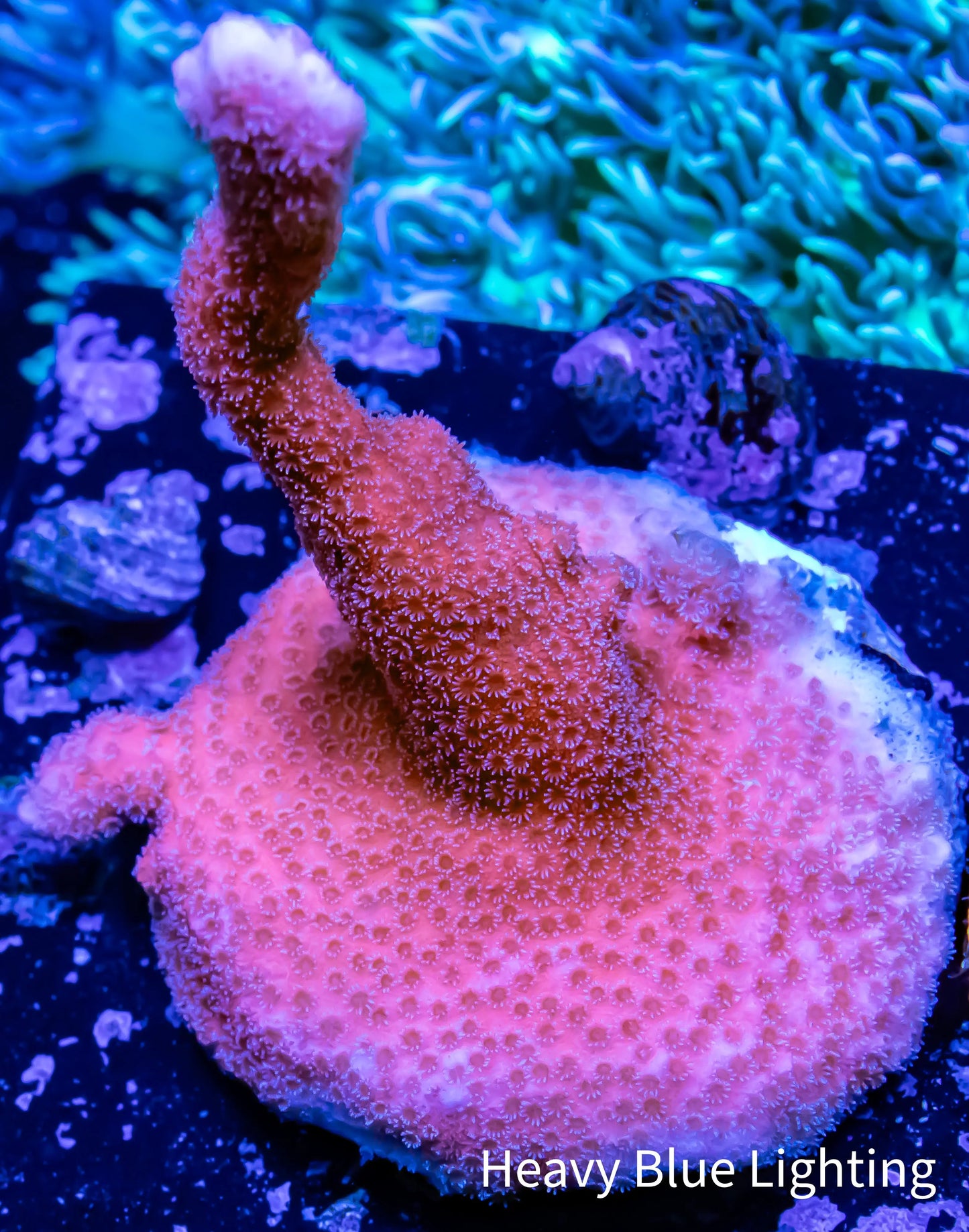 Montipora Digitata- SPS Frag- Pink digi Montipora Digitata- SPS Frag- Pink digi SPS Montipora Digitata- SPS Frag- Pink digi Zeo Box Reef