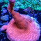 Montipora Digitata- SPS Frag- Pink digi Montipora Digitata- SPS Frag- Pink digi SPS Montipora Digitata- SPS Frag- Pink digi Zeo Box Reef