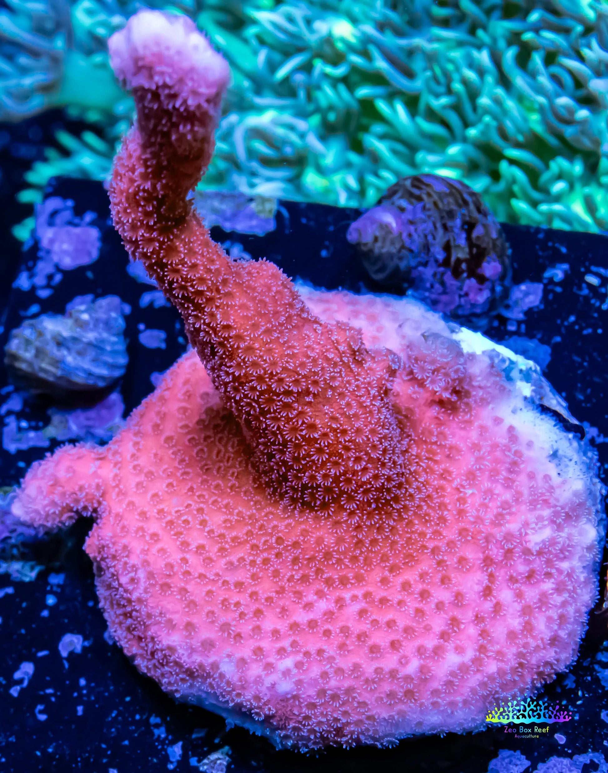 Montipora Digitata- SPS Frag- Pink digi Montipora Digitata- SPS Frag- Pink digi SPS Montipora Digitata- SPS Frag- Pink digi Zeo Box Reef