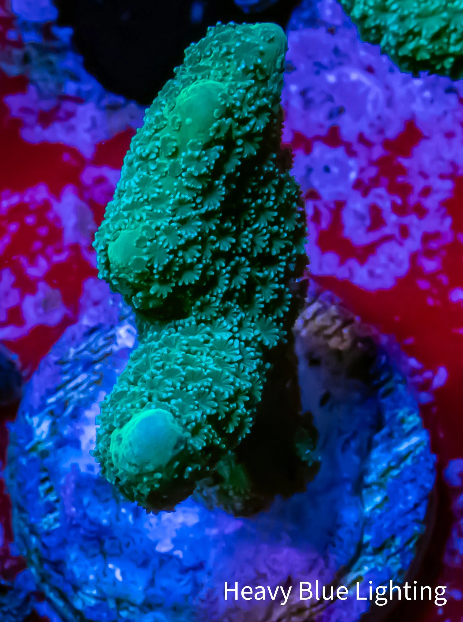 Montipora Digitata- SPS Frag- Teal digi Montipora Digitata- SPS Frag- Teal digi SPS Montipora Digitata- SPS Frag- Teal digi Zeo Box Reef