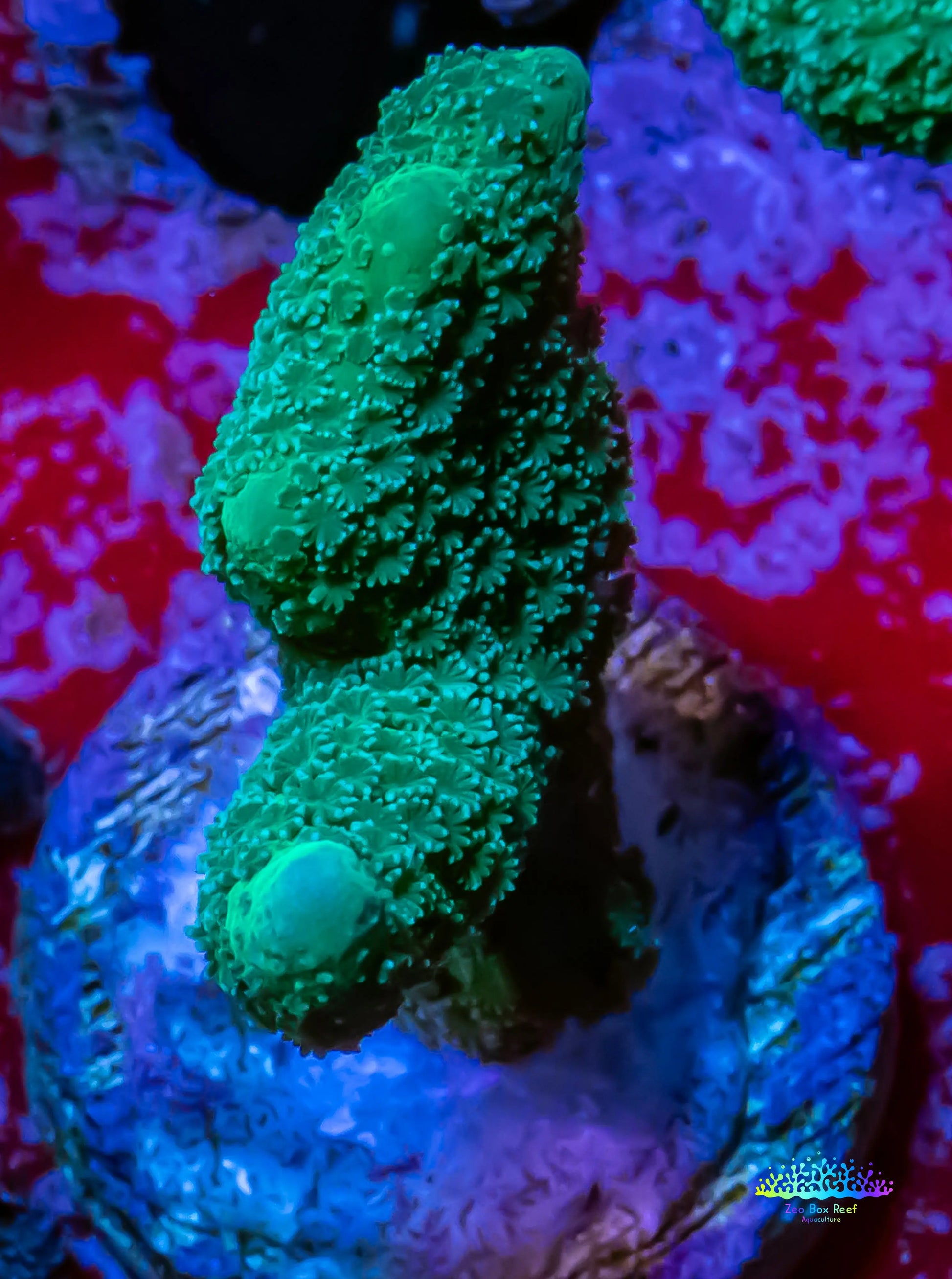 Montipora Digitata- SPS Frag- Teal digi Montipora Digitata- SPS Frag- Teal digi SPS Montipora Digitata- SPS Frag- Teal digi Zeo Box Reef