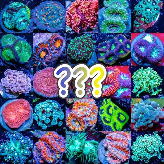 Mystery Frag 6 Pack Mystery Frag 6 Pack Hobbies & Creative Arts Mystery Frag 6 Pack Zeo Box Reef Aquaculture