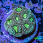 Neon Core Favia Coral Frag WYSIWYG Neon Core Favia Coral Frag WYSIWYG Aquarium Decor Neon Core Favia Coral Frag WYSIWYG Zeo Box Reef