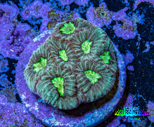 Neon Core Favia Coral Frag WYSIWYG Neon Core Favia Coral Frag WYSIWYG Aquarium Decor Neon Core Favia Coral Frag WYSIWYG Zeo Box Reef