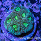 Neon Core Favia Coral Frag WYSIWYG Neon Core Favia Coral Frag WYSIWYG Aquarium Decor Neon Core Favia Coral Frag WYSIWYG Zeo Box Reef