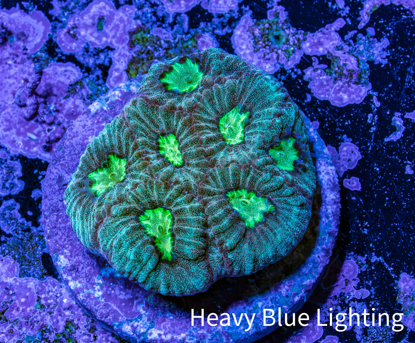 Neon Core Favia Coral Frag WYSIWYG Neon Core Favia Coral Frag WYSIWYG Aquarium Decor Neon Core Favia Coral Frag WYSIWYG Zeo Box Reef
