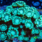 Neon Green Alveopora Coral Frag WYSIWYG A5B1R4 Neon Green Alveopora Coral Frag WYSIWYG A5B1R4 Animals & Pet Supplies Neon Green Alveopora Coral Frag WYSIWYG A5B1R4 Zeo Box Reef