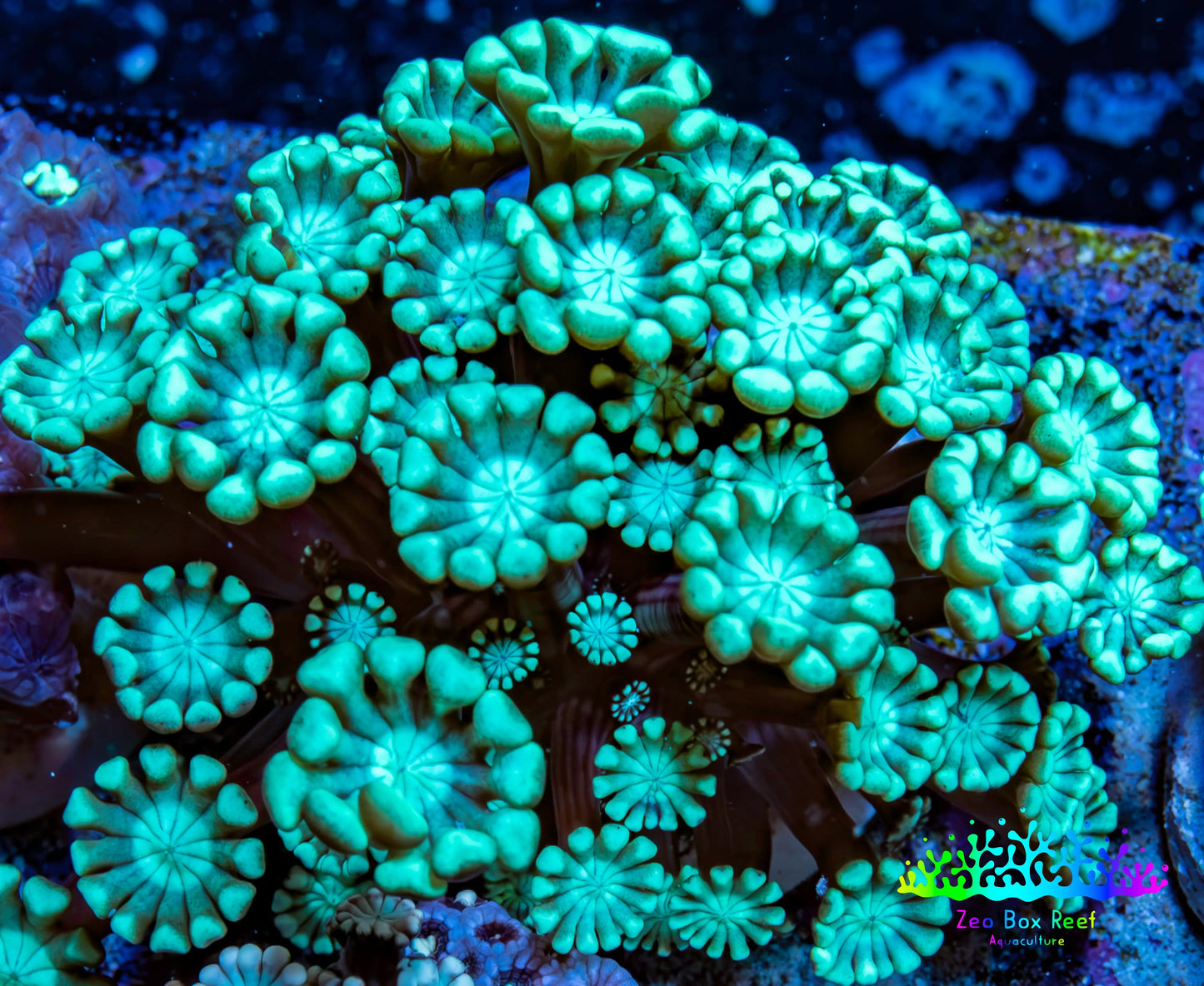 Neon Green Alveopora Coral Frag WYSIWYG A5B1R4 Neon Green Alveopora Coral Frag WYSIWYG A5B1R4 Animals & Pet Supplies Neon Green Alveopora Coral Frag WYSIWYG A5B1R4 Zeo Box Reef