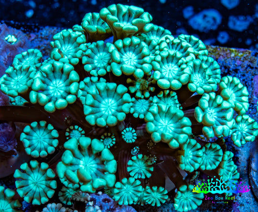 Neon Green Alveopora Coral Frag WYSIWYG A5B1R4 Neon Green Alveopora Coral Frag WYSIWYG A5B1R4 Animals & Pet Supplies Neon Green Alveopora Coral Frag WYSIWYG A5B1R4 Zeo Box Reef