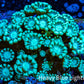 Neon Green Alveopora Coral Frag WYSIWYG A5B1R4 Neon Green Alveopora Coral Frag WYSIWYG A5B1R4 Animals & Pet Supplies Neon Green Alveopora Coral Frag WYSIWYG A5B1R4 Zeo Box Reef