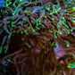 Neon Green Tip Purple Stem Torch Coral 8cm WYSIWYG Neon Green Tip Purple Stem Torch Coral 8cm WYSIWYG LPS Neon Green Tip Purple Stem Torch Coral 8cm WYSIWYG Zeo Box Reef