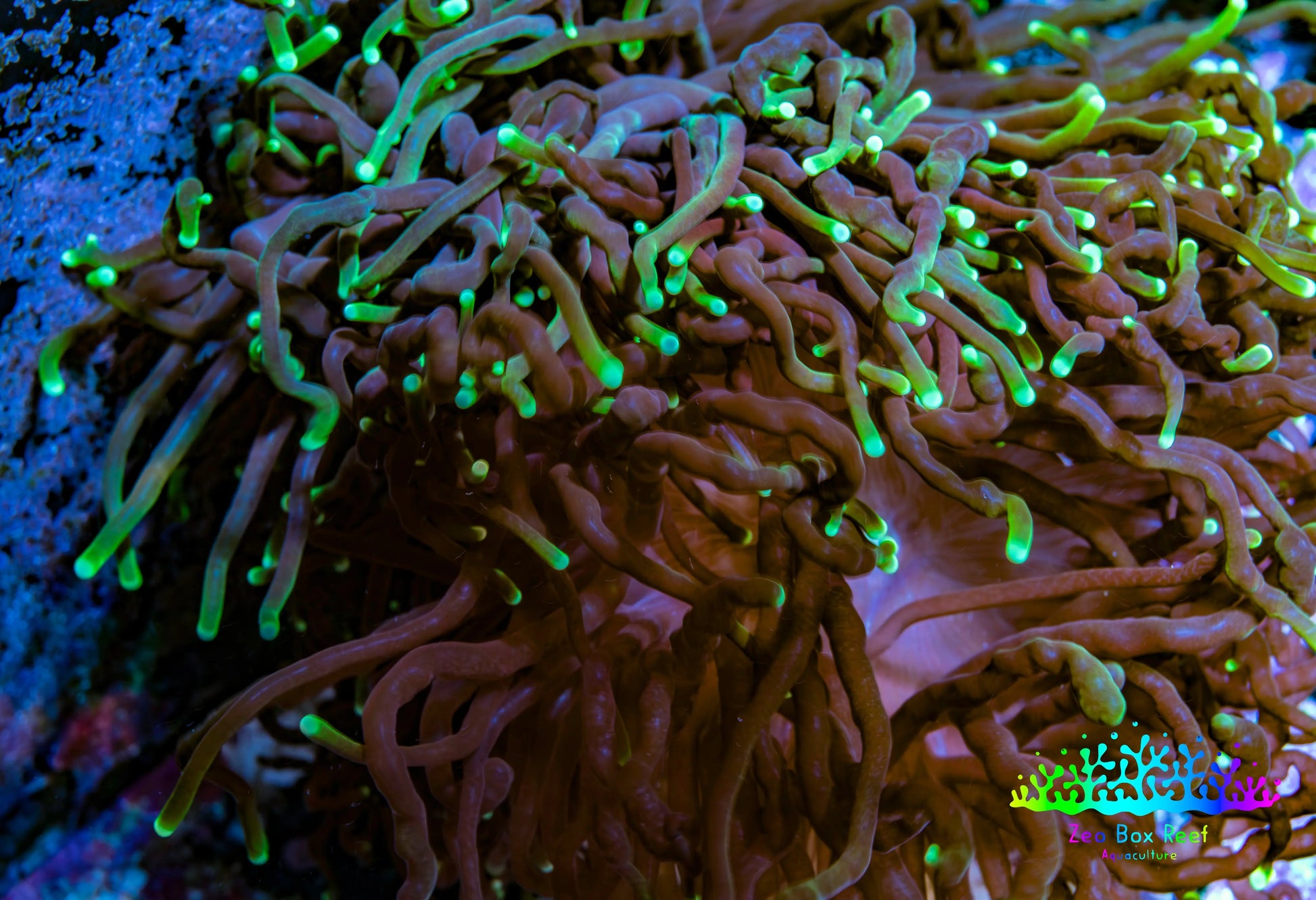 Neon Green Tip Purple Stem Torch Coral 8cm WYSIWYG Neon Green Tip Purple Stem Torch Coral 8cm WYSIWYG LPS Neon Green Tip Purple Stem Torch Coral 8cm WYSIWYG Zeo Box Reef