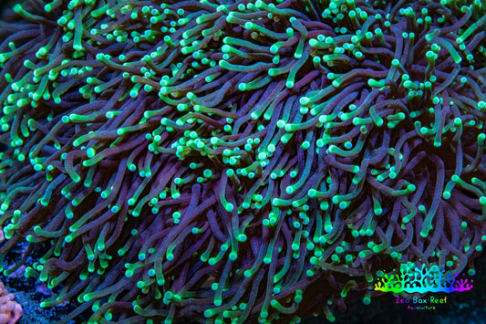 Neon Green Tip Torch Coral 10 cm WYSIWYG Neon Green Tip Torch Coral 10 cm WYSIWYG LPS Neon Green Tip Torch Coral 10 cm WYSIWYG Zeo Box Reef