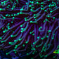 Neon Green Tip Torch Coral 10 cm WYSIWYG Neon Green Tip Torch Coral 10 cm WYSIWYG LPS Neon Green Tip Torch Coral 10 cm WYSIWYG Zeo Box Reef