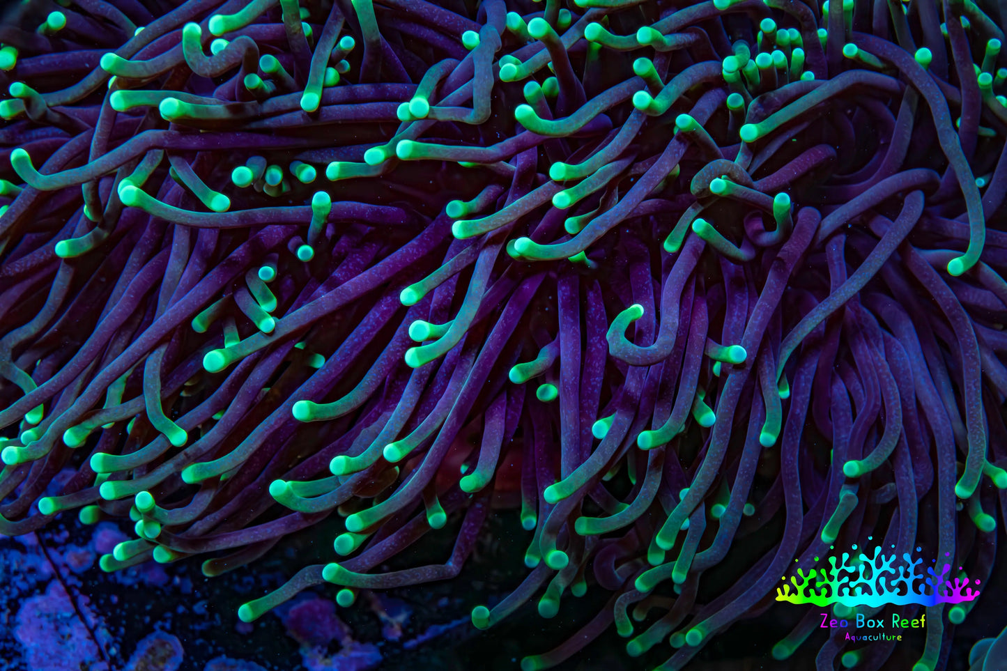 Neon Green Tip Torch Coral 10 cm WYSIWYG Neon Green Tip Torch Coral 10 cm WYSIWYG LPS Neon Green Tip Torch Coral 10 cm WYSIWYG Zeo Box Reef