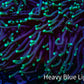 Neon Green Tip Torch Coral 10 cm WYSIWYG Neon Green Tip Torch Coral 10 cm WYSIWYG LPS Neon Green Tip Torch Coral 10 cm WYSIWYG Zeo Box Reef