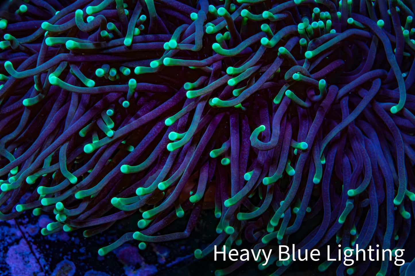 Neon Green Tip Torch Coral 10 cm WYSIWYG Neon Green Tip Torch Coral 10 cm WYSIWYG LPS Neon Green Tip Torch Coral 10 cm WYSIWYG Zeo Box Reef