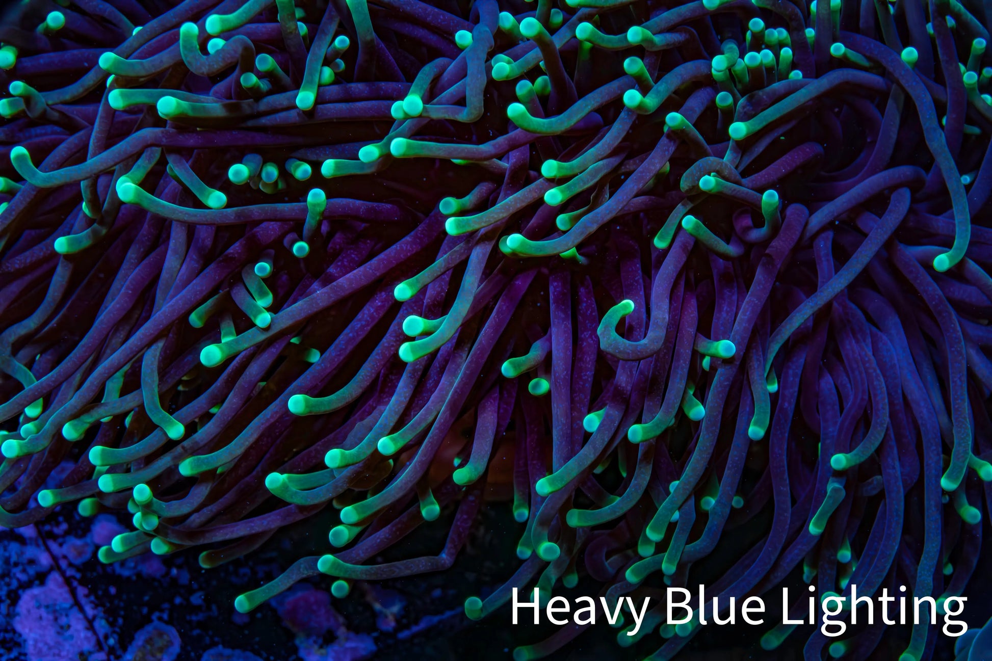Neon Green Tip Torch Coral 10 cm WYSIWYG Neon Green Tip Torch Coral 10 cm WYSIWYG LPS Neon Green Tip Torch Coral 10 cm WYSIWYG Zeo Box Reef