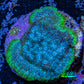 Neon Teal Psammocora Coral Frag  WYSIWYG Neon Teal Psammocora Coral Frag  WYSIWYG SPS Neon Teal Psammocora Coral Frag  WYSIWYG Zeo Box Reef
