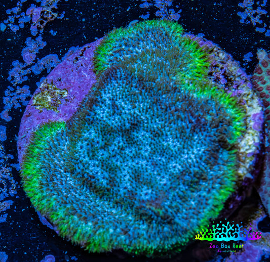 Neon Teal Psammocora Coral Frag  WYSIWYG Neon Teal Psammocora Coral Frag  WYSIWYG SPS Neon Teal Psammocora Coral Frag  WYSIWYG Zeo Box Reef