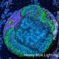 Neon Teal Psammocora Coral Frag  WYSIWYG Neon Teal Psammocora Coral Frag  WYSIWYG SPS Neon Teal Psammocora Coral Frag  WYSIWYG Zeo Box Reef