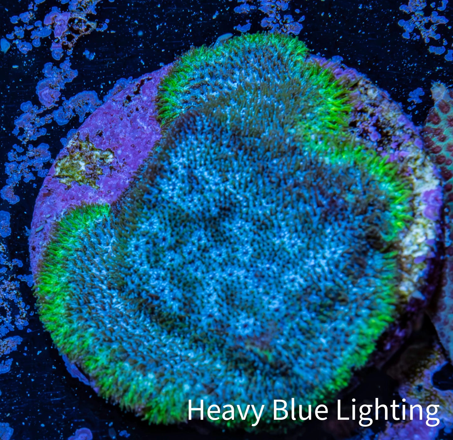 Neon Teal Psammocora Coral Frag  WYSIWYG Neon Teal Psammocora Coral Frag  WYSIWYG SPS Neon Teal Psammocora Coral Frag  WYSIWYG Zeo Box Reef