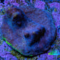 Neon Teal Psammocora Coral Frag  WYSIWYG Neon Teal Psammocora Coral Frag  WYSIWYG SPS Neon Teal Psammocora Coral Frag  WYSIWYG Zeo Box Reef
