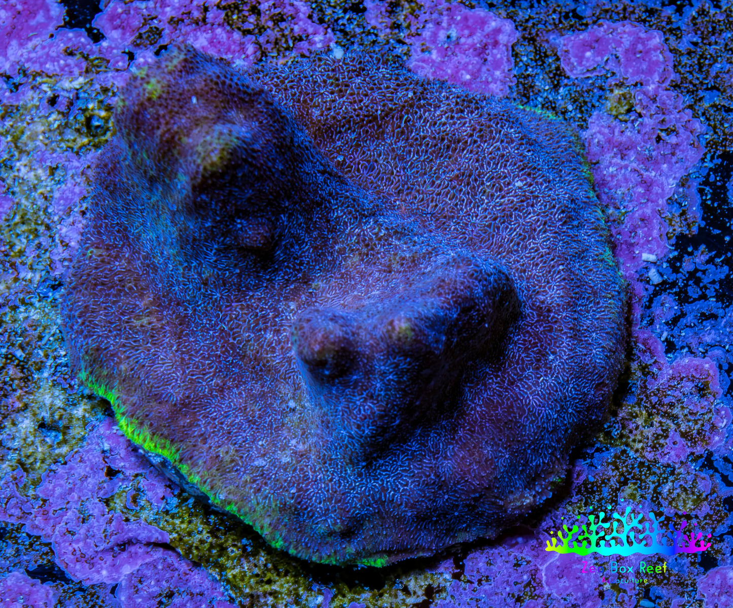 Neon Teal Psammocora Coral Frag  WYSIWYG Neon Teal Psammocora Coral Frag  WYSIWYG SPS Neon Teal Psammocora Coral Frag  WYSIWYG Zeo Box Reef