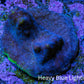 Neon Teal Psammocora Coral Frag  WYSIWYG Neon Teal Psammocora Coral Frag  WYSIWYG SPS Neon Teal Psammocora Coral Frag  WYSIWYG Zeo Box Reef