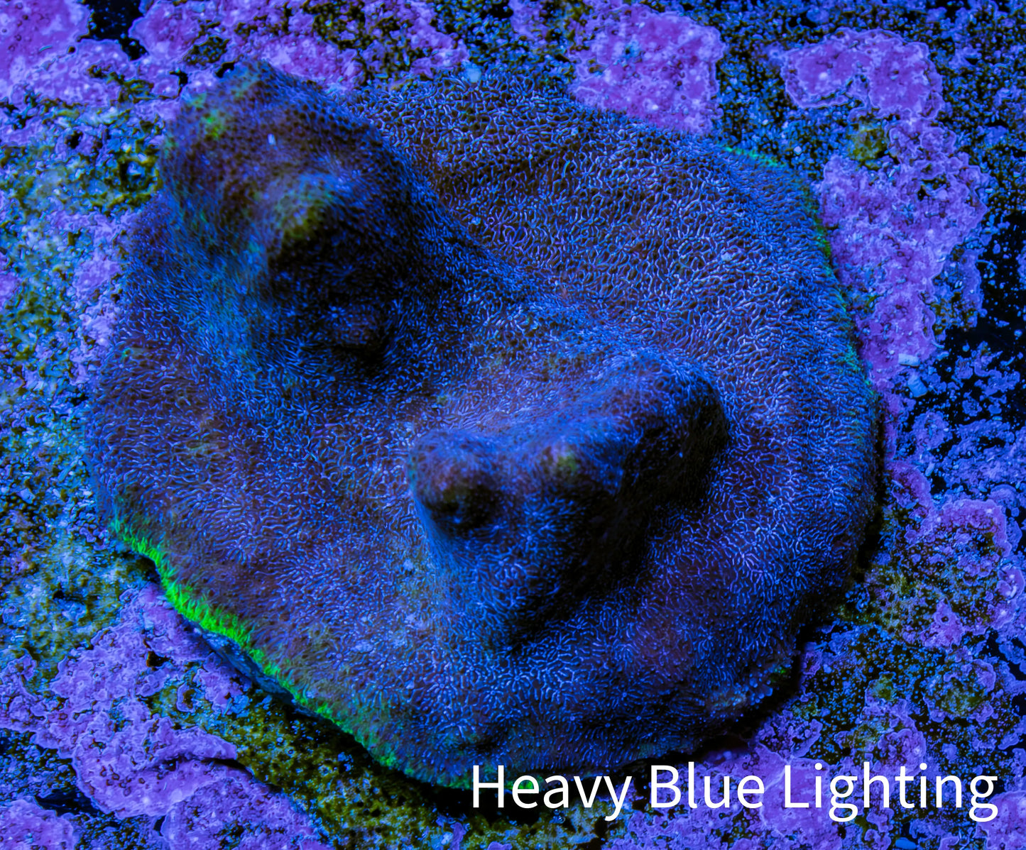 Neon Teal Psammocora Coral Frag  WYSIWYG Neon Teal Psammocora Coral Frag  WYSIWYG SPS Neon Teal Psammocora Coral Frag  WYSIWYG Zeo Box Reef