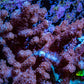 Nepthea - Soft Coral WYSIWYG 10cm Nepthea - Soft Coral WYSIWYG 10cm Soft Coral Nepthea - Soft Coral WYSIWYG 10cm Zeo Box Reef