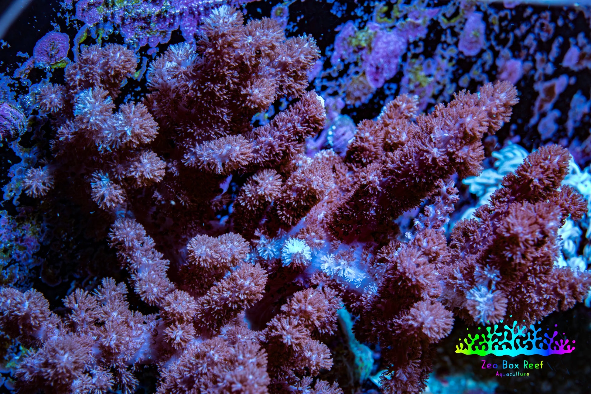 Nepthea - Soft Coral WYSIWYG 10cm Nepthea - Soft Coral WYSIWYG 10cm Soft Coral Nepthea - Soft Coral WYSIWYG 10cm Zeo Box Reef