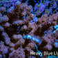 Nepthea - Soft Coral WYSIWYG 10cm Nepthea - Soft Coral WYSIWYG 10cm Soft Coral Nepthea - Soft Coral WYSIWYG 10cm Zeo Box Reef
