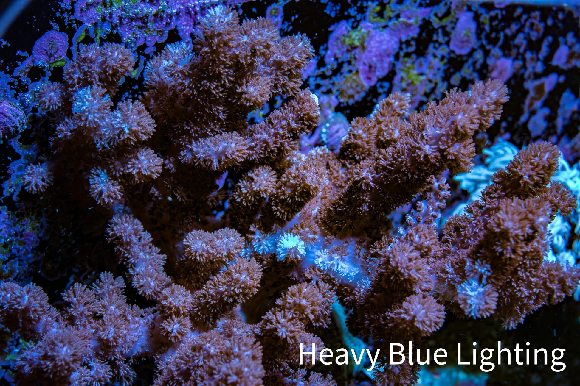 Nepthea - Soft Coral WYSIWYG 10cm Nepthea - Soft Coral WYSIWYG 10cm Soft Coral Nepthea - Soft Coral WYSIWYG 10cm Zeo Box Reef