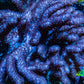 Nepthea - Soft Coral WYSIWYG 13cm Nepthea - Soft Coral WYSIWYG 13cm Soft Coral Nepthea - Soft Coral WYSIWYG 13cm Zeo Box Reef