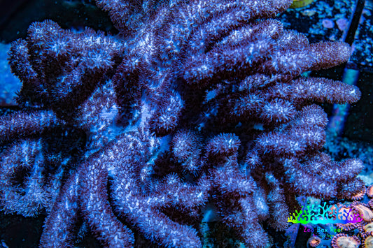 Nepthea - Soft Coral WYSIWYG 13cm Nepthea - Soft Coral WYSIWYG 13cm Soft Coral Nepthea - Soft Coral WYSIWYG 13cm Zeo Box Reef