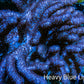 Nepthea - Soft Coral WYSIWYG 13cm Nepthea - Soft Coral WYSIWYG 13cm Soft Coral Nepthea - Soft Coral WYSIWYG 13cm Zeo Box Reef