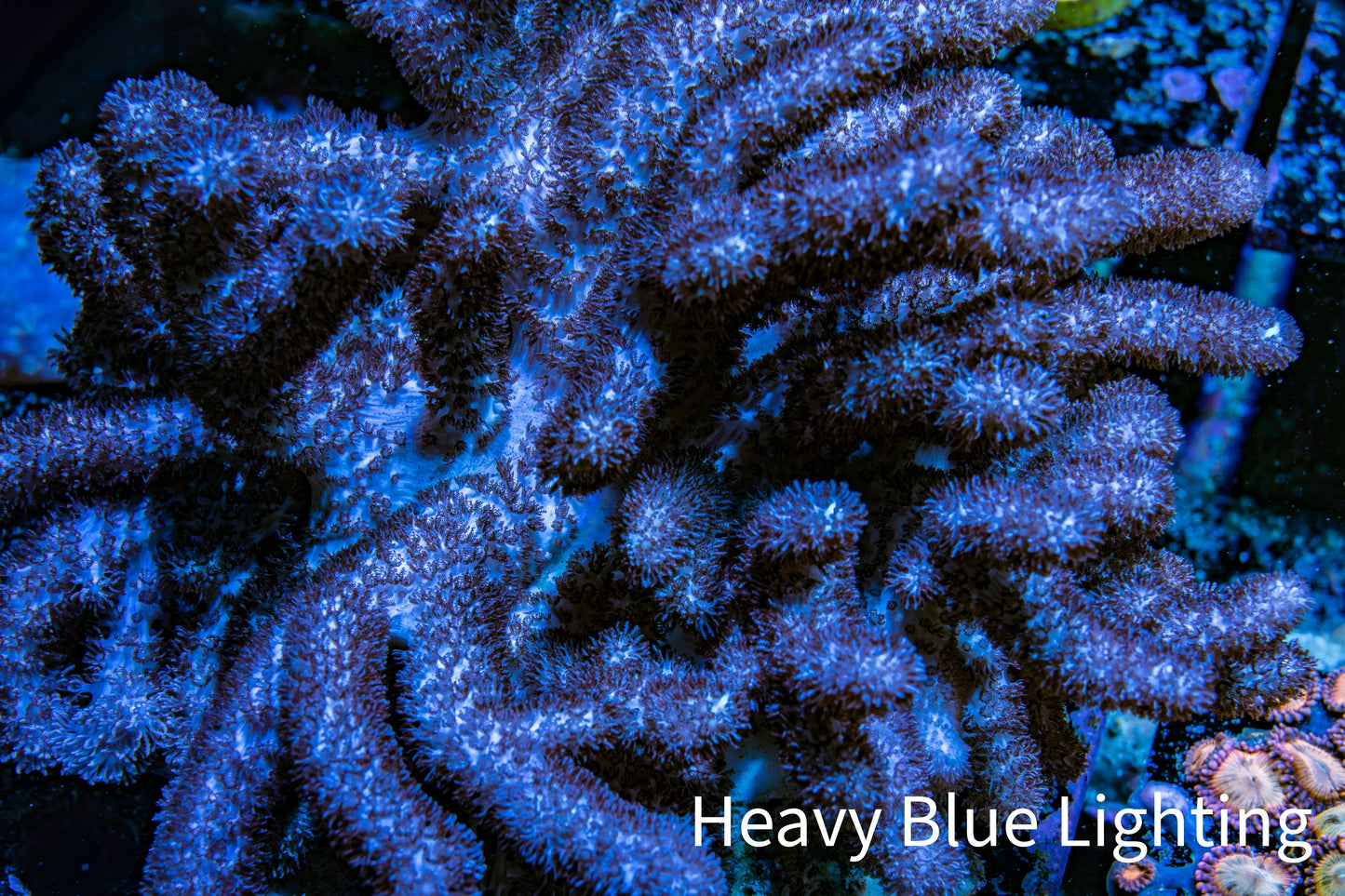 Nepthea - Soft Coral WYSIWYG 13cm Nepthea - Soft Coral WYSIWYG 13cm Soft Coral Nepthea - Soft Coral WYSIWYG 13cm Zeo Box Reef