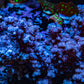 Nepthea - Soft Coral WYSIWYG 20cm Nepthea - Soft Coral WYSIWYG 20cm Soft Coral Nepthea - Soft Coral WYSIWYG 20cm Zeo Box Reef