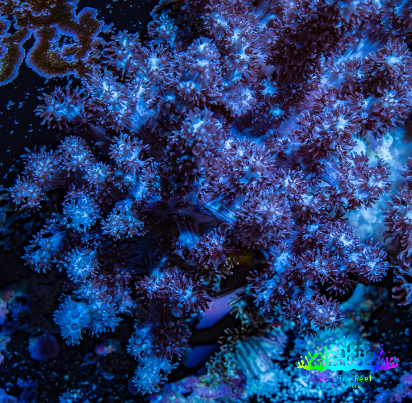 Nepthea - Soft Coral WYSIWYG 5cm Nepthea - Soft Coral WYSIWYG 5cm Soft Coral Nepthea - Soft Coral WYSIWYG 5cm Zeo Box Reef