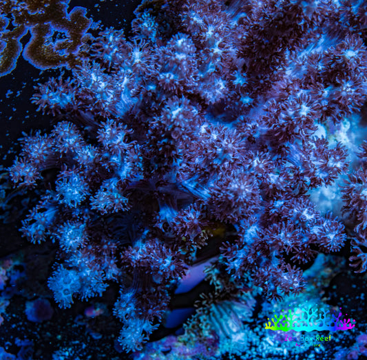 Nepthea - Soft Coral WYSIWYG 5cm Nepthea - Soft Coral WYSIWYG 5cm Soft Coral Nepthea - Soft Coral WYSIWYG 5cm Zeo Box Reef