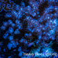 Nepthea - Soft Coral WYSIWYG 5cm Nepthea - Soft Coral WYSIWYG 5cm Soft Coral Nepthea - Soft Coral WYSIWYG 5cm Zeo Box Reef