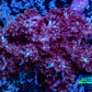 Nepthea - Soft Coral WYSIWYG 5cm Nepthea - Soft Coral WYSIWYG 5cm Soft Coral Nepthea - Soft Coral WYSIWYG 5cm Zeo Box Reef