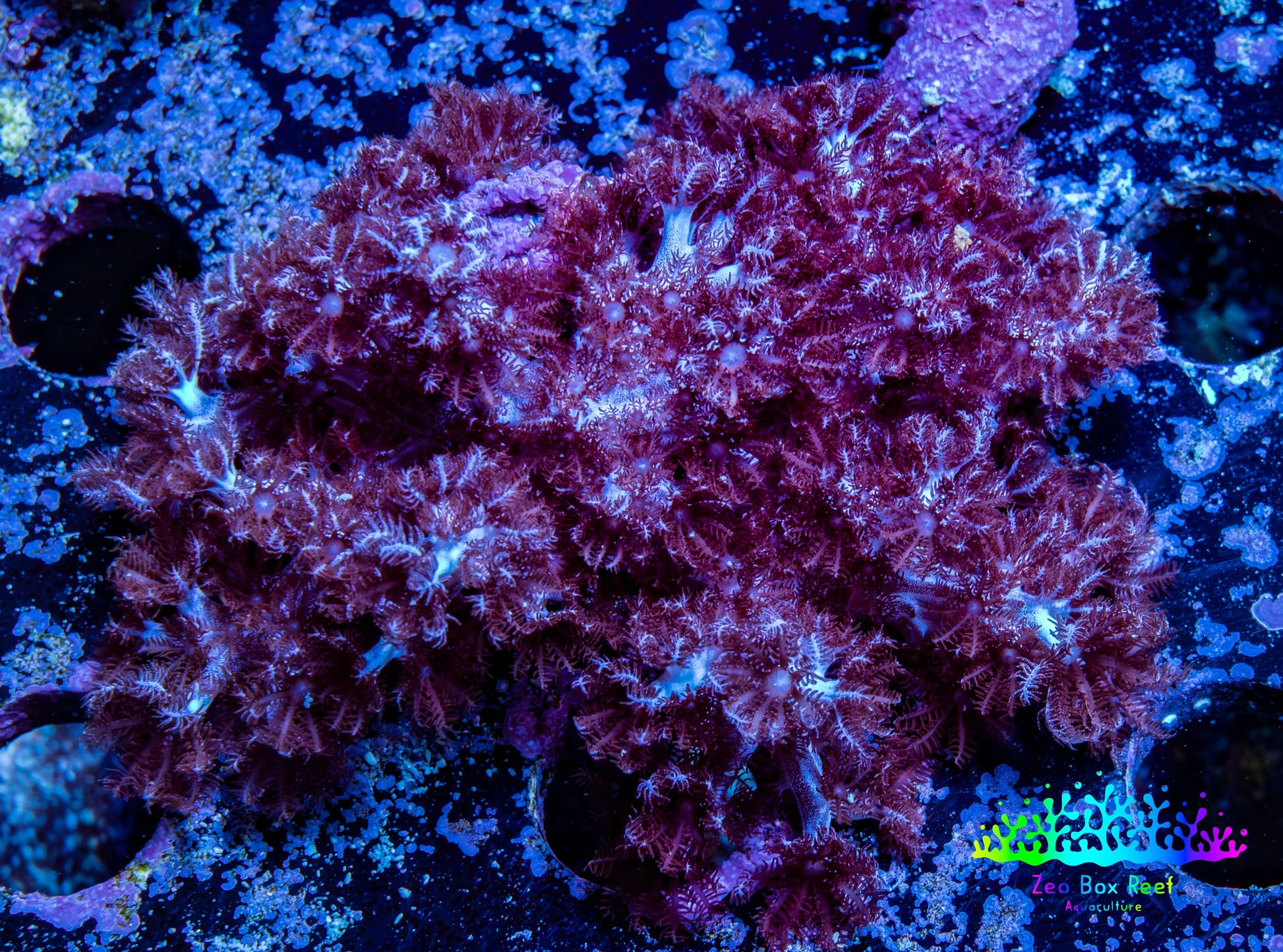 Nepthea - Soft Coral WYSIWYG 5cm Nepthea - Soft Coral WYSIWYG 5cm Soft Coral Nepthea - Soft Coral WYSIWYG 5cm Zeo Box Reef